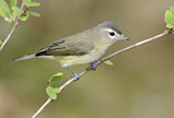 Image. Sängervireo