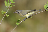 Image. Sängervireo