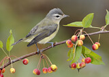 Image. Sängervireo