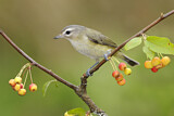 Image. Sängervireo