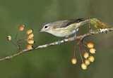 Image. Sängervireo