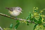 Image. Sängervireo