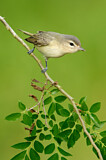 Image. Sängervireo