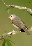 Image. Sängervireo