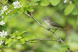 Image. Sängervireo
