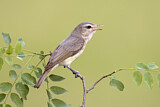Image. Sängervireo