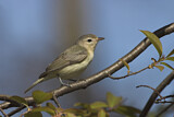 Image. Sängervireo