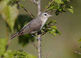 Image. Sängervireo