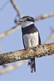 Image. Süd-Elsterfaulvogel