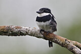 Image. Süd-Elsterfaulvogel