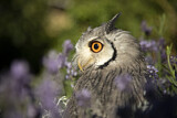 Image. Südbüscheleule