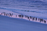 Image. Südfelsenpinguin