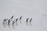 Image. Südfelsenpinguin