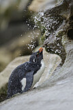 Image. Südfelsenpinguin