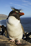 Image. Südfelsenpinguin