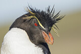 Image. Südfelsenpinguin