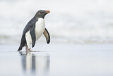 Image. Südfelsenpinguin