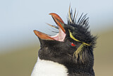 Image. Südfelsenpinguin