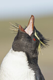 Image. Südfelsenpinguin