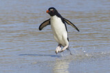 Image. Südfelsenpinguin