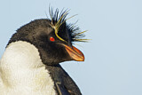 Image. Südfelsenpinguin