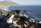Image. Südfelsenpinguin