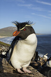 Image. Südfelsenpinguin