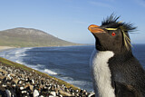 Image. Südfelsenpinguin