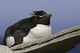 Image. Südfelsenpinguin