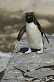 Image. Südfelsenpinguin