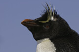 Image. Südfelsenpinguin