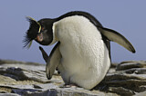 Image. Südfelsenpinguin