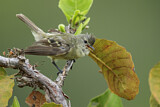 Image. Südlicher Blasskleintyrann