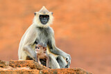Image. Südlicher Hanuman-Langur