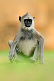 Image. Südlicher Hanuman-Langur