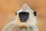 Image. Südlicher Hanuman-Langur