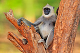 Image. Südlicher Hanuman-Langur