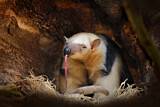 Image. Südlicher Tamandua