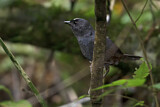 Image. Südlicher Weißstirntapaculo