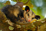 Image. Südopossum