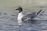 Image. Sabine's Gull