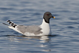 Image. Sabine's Gull