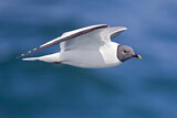 Image. Sabine's Gull