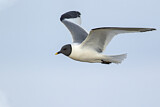 Image. Sabine's Gull