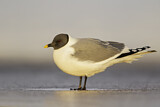 Image. Sabine's Gull