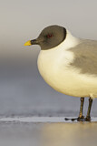 Image. Sabine's Gull