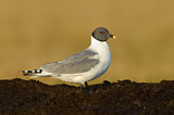 Image. Sabine's Gull