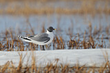 Image. Sabine's Gull