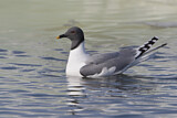 Image. Sabine's Gull