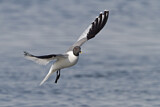 Image. Sabine's Gull
